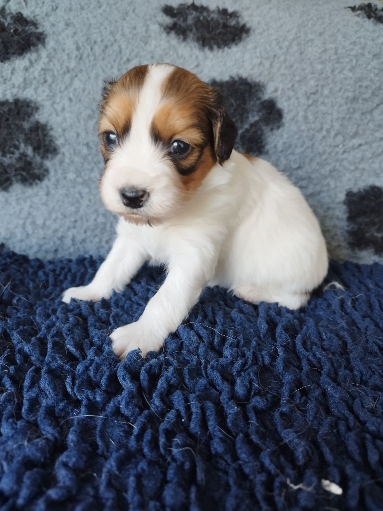 Déclic - Chiot disponible  - Petit chien hollandais de chasse au gibier d'eau