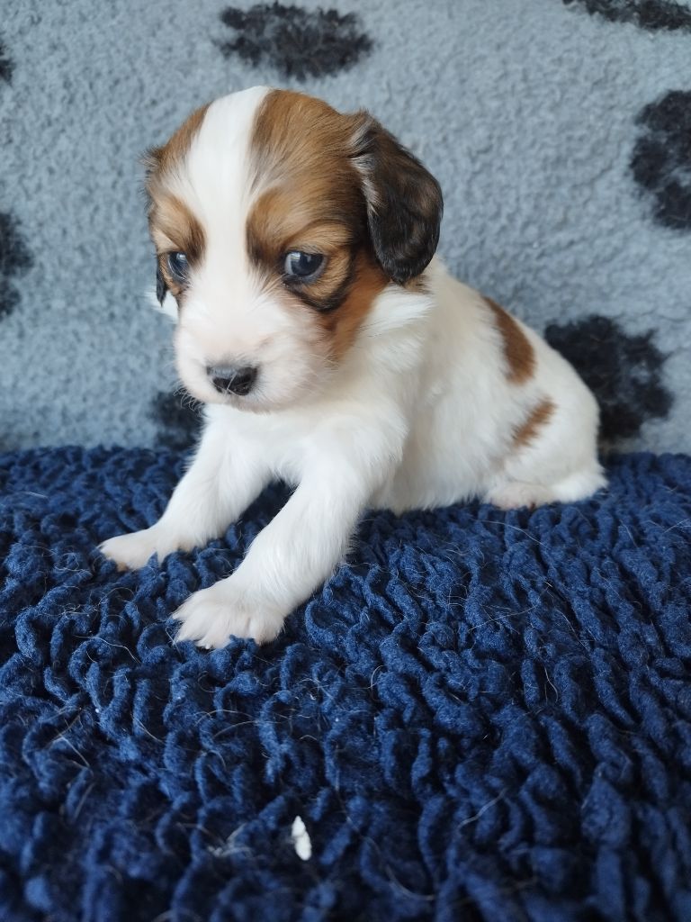 Déclic - Chiot disponible  - Petit chien hollandais de chasse au gibier d'eau