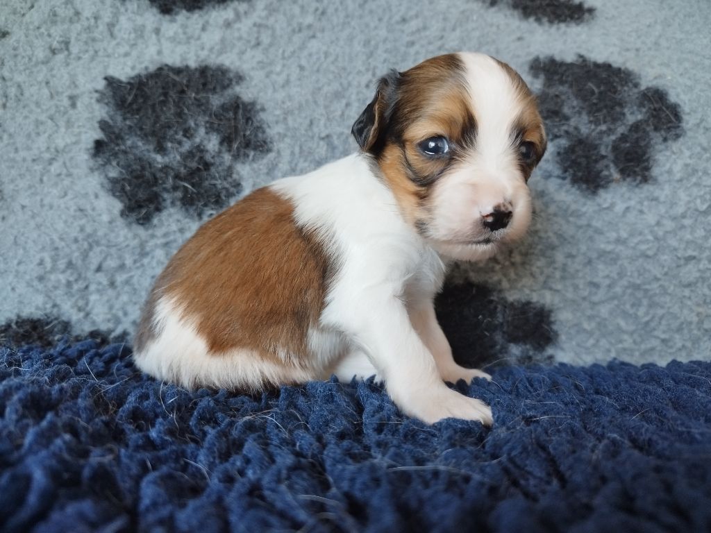 Déclic - Chiot disponible  - Petit chien hollandais de chasse au gibier d'eau