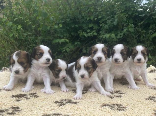 chiot Petit chien hollandais de chasse au gibier d'eau Déclic