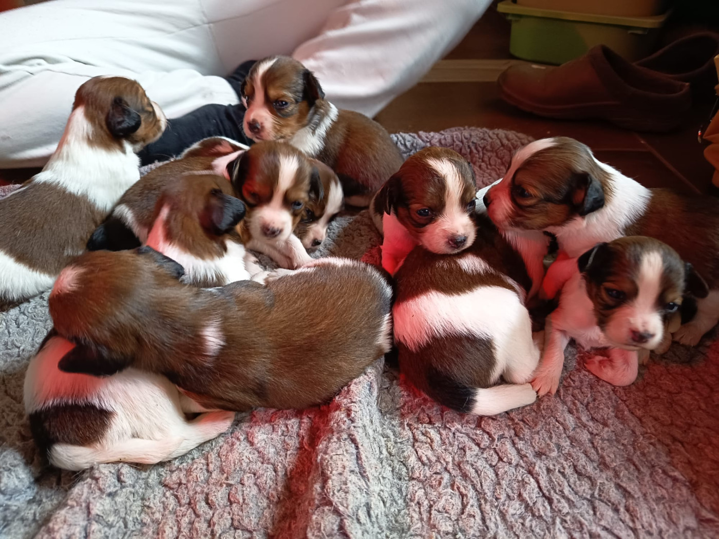 Chiot Petit chien hollandais de chasse au gibier d'eau Déclic