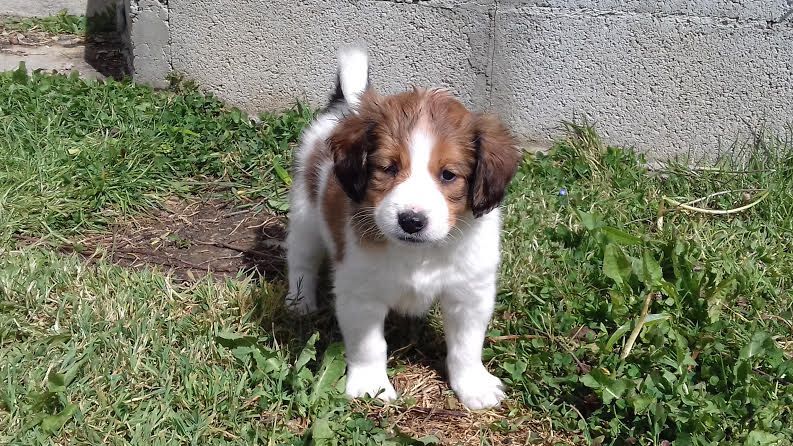 CHIOT